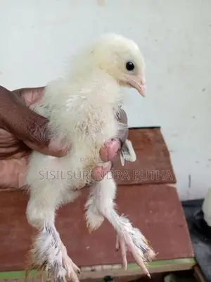බරාමා වර්ගය පැටවුන් ජොඩුවක් විකිනීමට