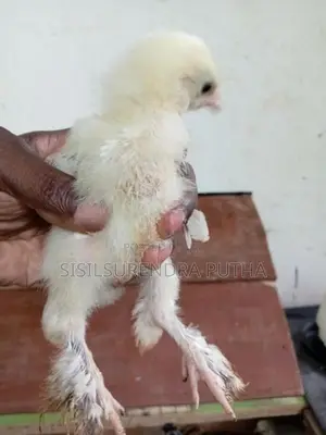 බරාමා වර්ගය පැටවුන් ජොඩුවක් විකිනීමට