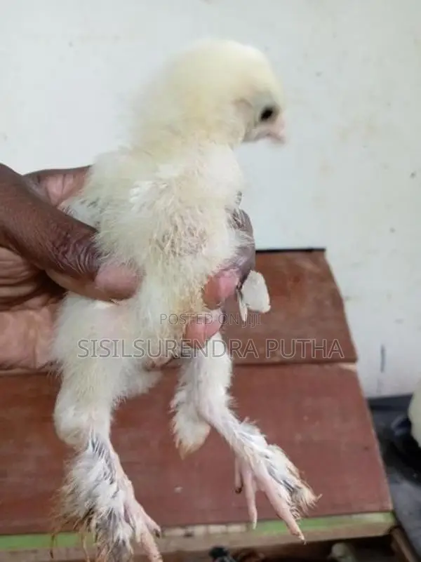 බරාමා වර්ගය පැටවුන් ජොඩුවක් විකිනීමට