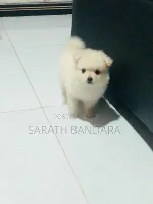 lion pomanerion pappys