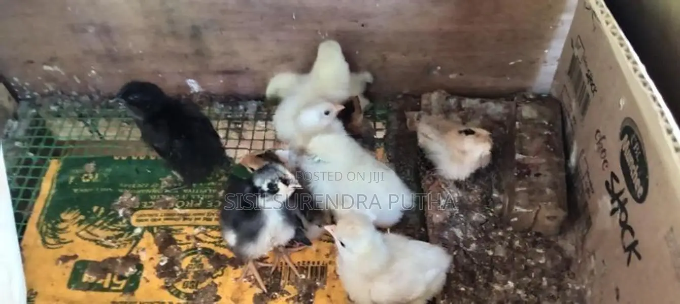 බරාමා වර්ගය පැටවුන් ජොඩුවක් විකිනීමට