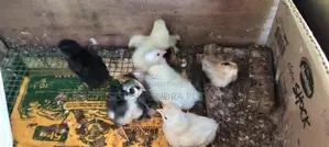 බරාමා වර්ගය පැටවුන් ජොඩුවක් විකිනීමට