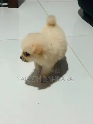 lion pomanerion pappys