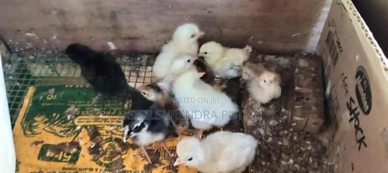 බරාමා වර්ගය පැටවුන් ජොඩුවක් විකිනීමට