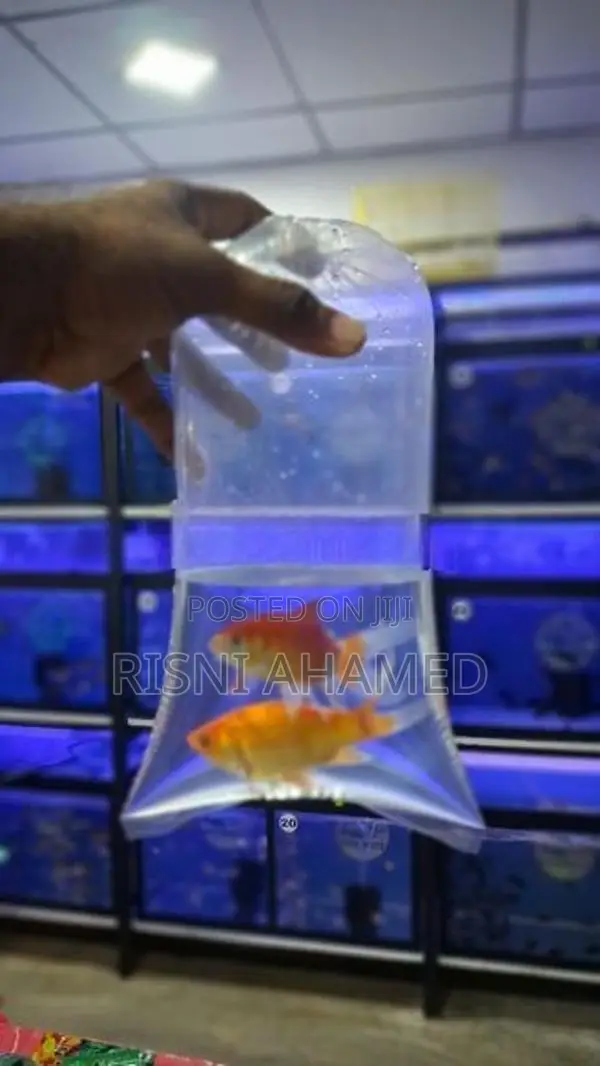 Molly Fish