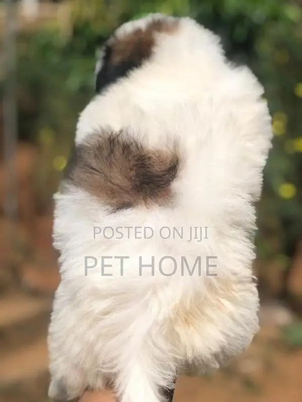 Shih Tzu Puppy