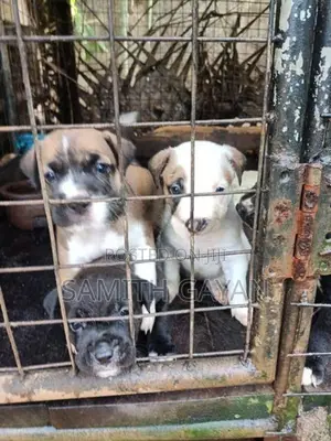 Pit Bull Puppies