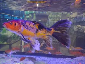Molly Fish
