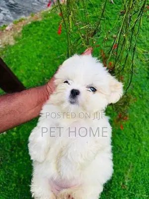 Shih Tzu Puppy