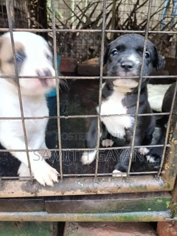 Pit Bull Puppies