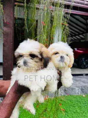 Shih Tzu Puppy