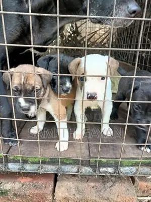 Pit Bull Puppies