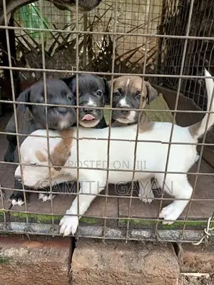 Pit Bull Puppies