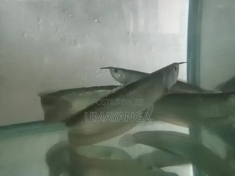 Silver Arowana Fish