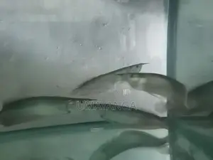 Silver Arowana Fish