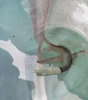 Silver Arowana Fish