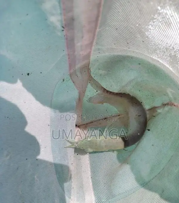 Silver Arowana Fish