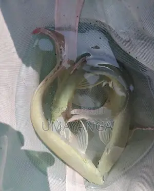 Silver Arowana Fish