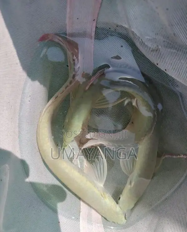 Silver Arowana Fish