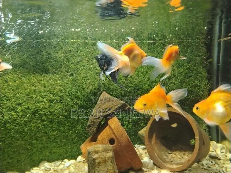 Gold Fish
