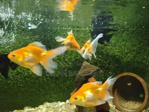 Gold Fish