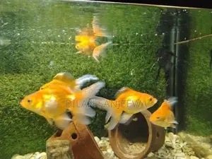 Gold Fish