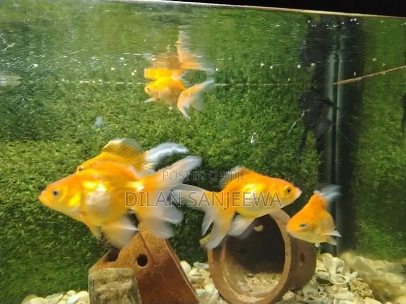 Gold Fish