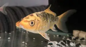 Carp Fish
