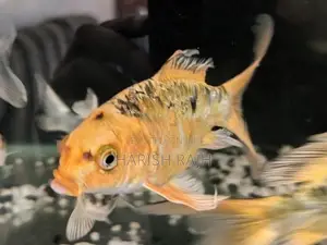 Carp Fish