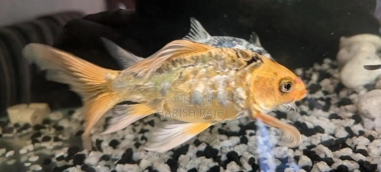 Carp Fish