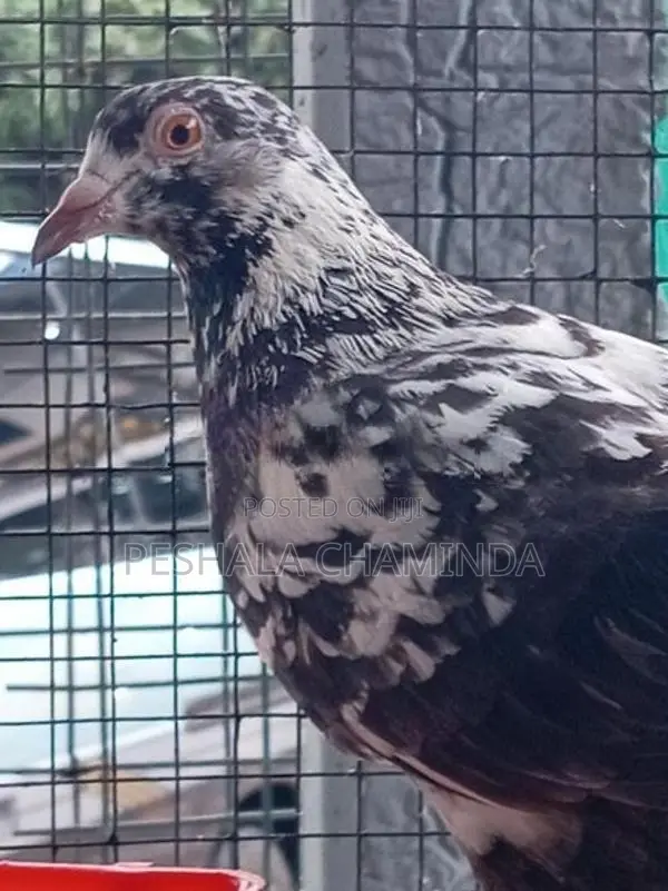 Pigeon