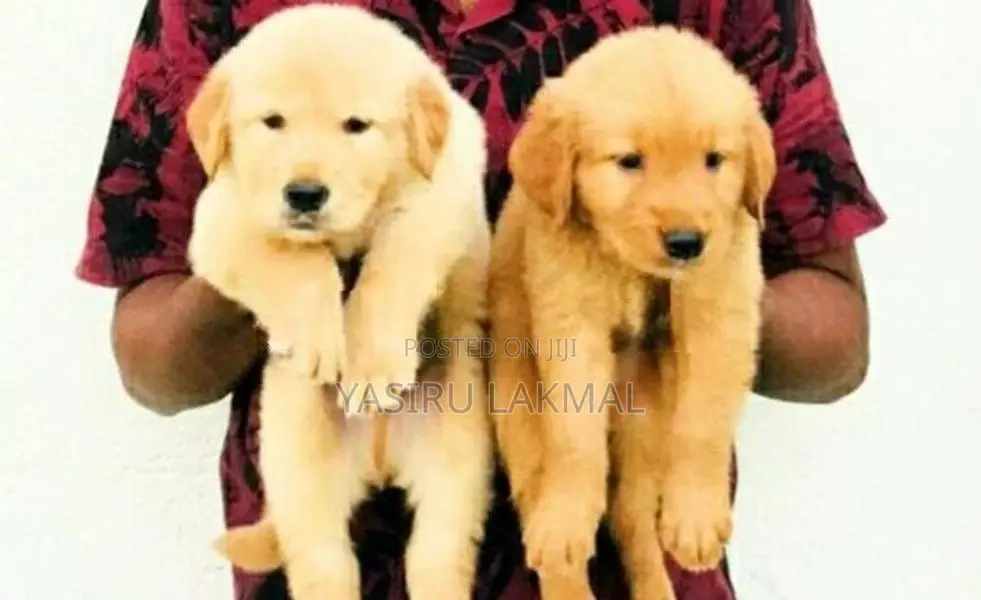 Golden Retriever Puppies