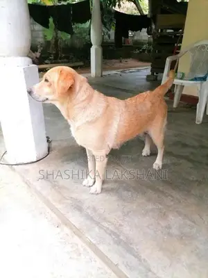 ගොල්ඩන් රිට්‍රිවර් සතෙක්
