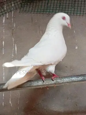 Pigeon