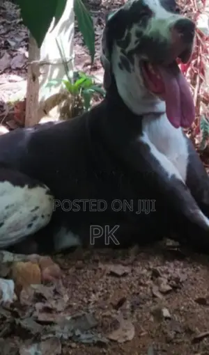 Great Dane female for sale