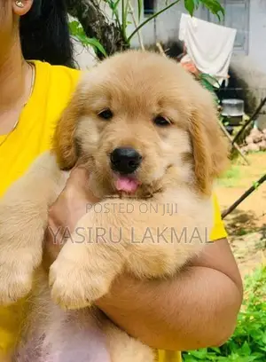 Golden Retriever Puppies