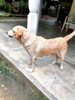 ගොල්ඩන් රිට්‍රිවර් සතෙක්