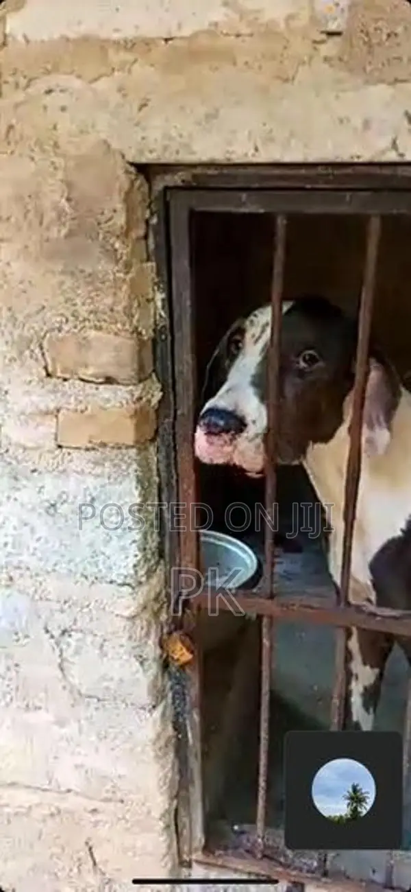 Great Dane female for sale