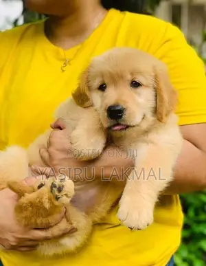 Golden Retriever Puppies