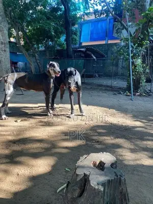 Great Dane female for sale