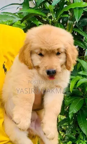 Golden Retriever Puppies