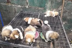 Shih Tzu Puppies