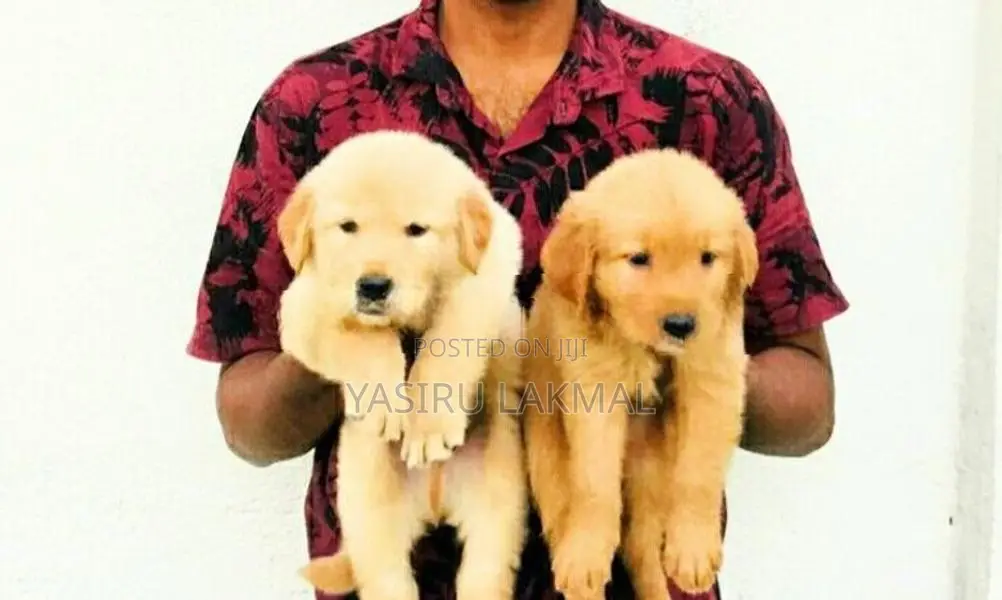 Golden Retriever Puppies