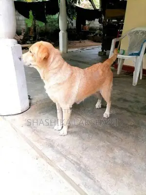 ගොල්ඩන් රිට්‍රිවර් සතෙක්