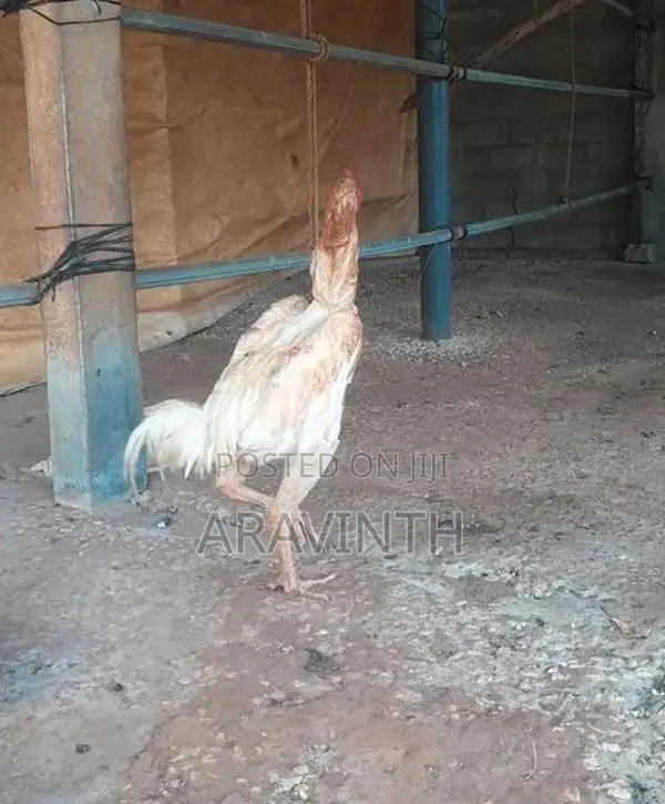 Shamo Rooster