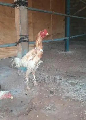 Shamo Rooster