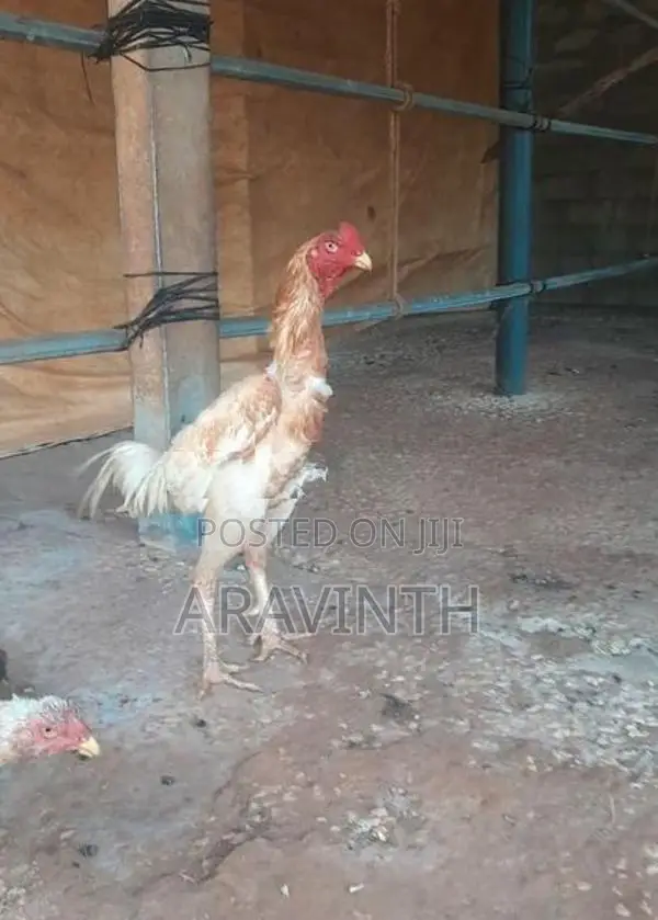 Shamo Rooster