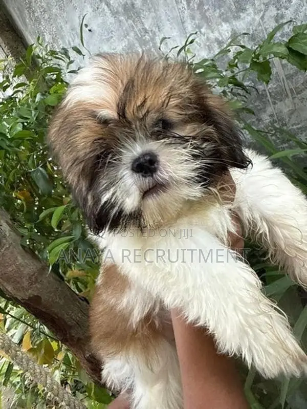 Shih Tzu Puppies