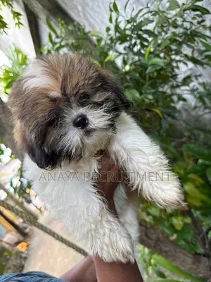 Shih Tzu Puppies