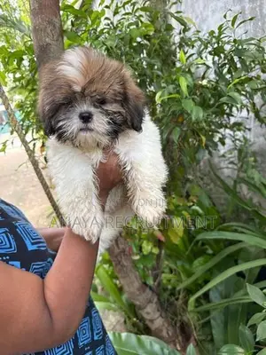 Shih Tzu Puppies